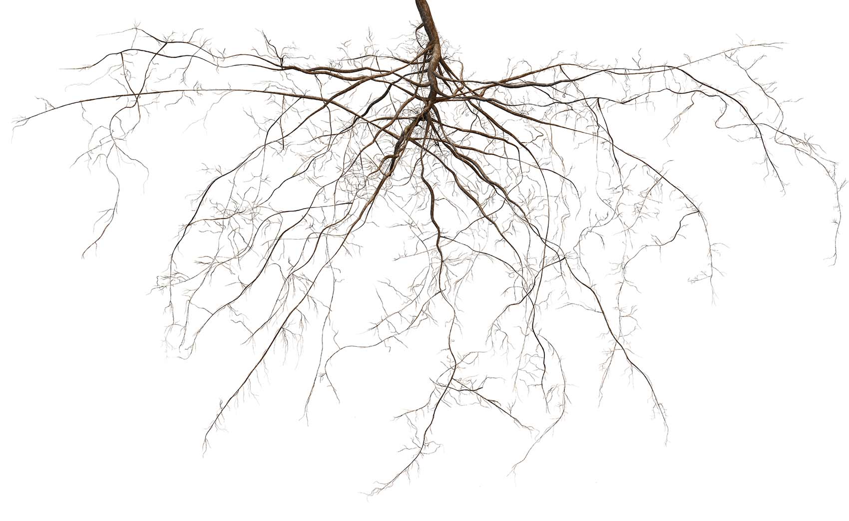 root-system-background